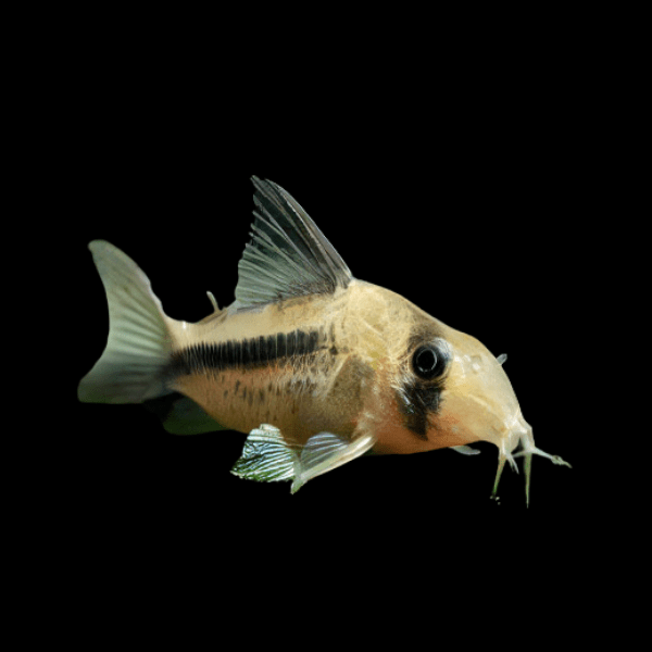 Axelrods Corydoras Catfish Corydoras Axelrodi 3cm