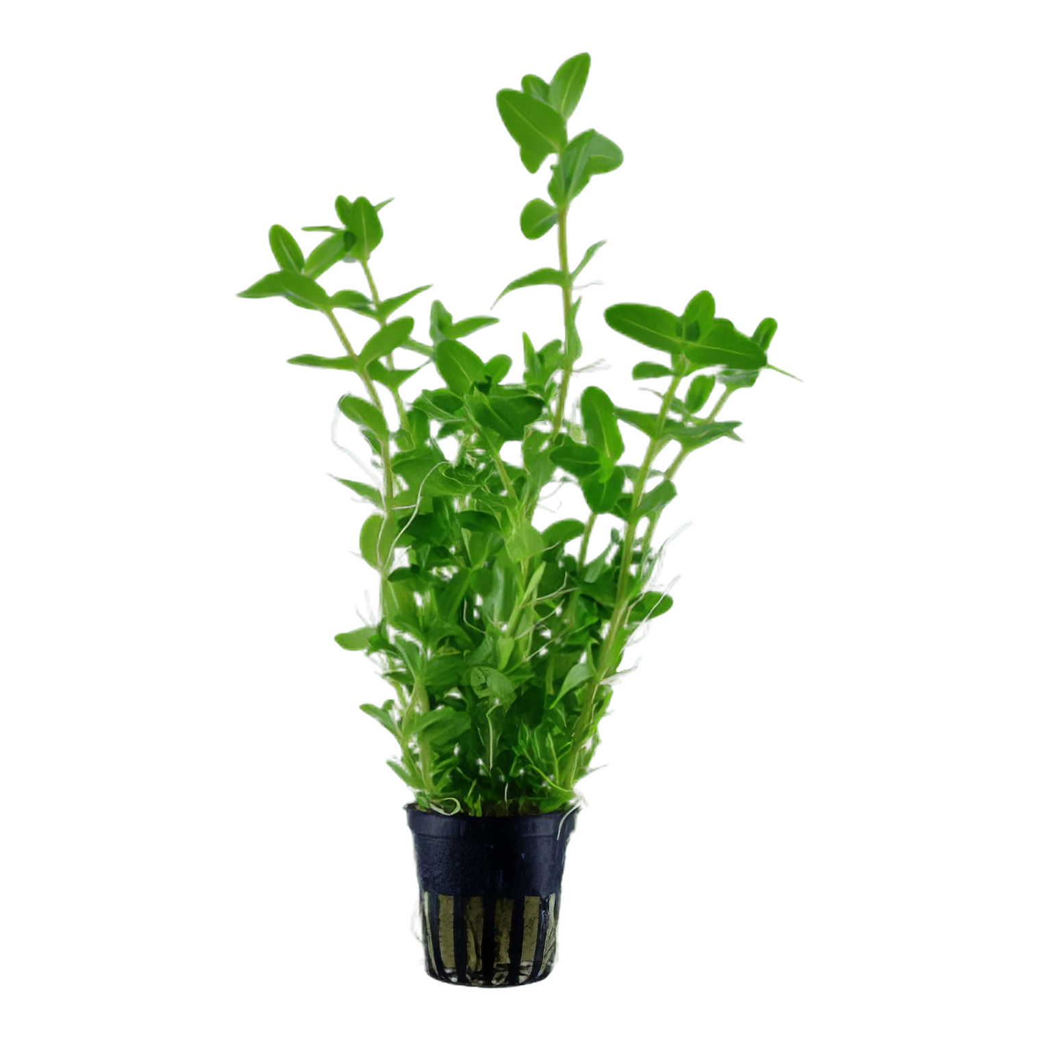 Five Potted Plants Bacopa Plant Bacopa Caroliniana