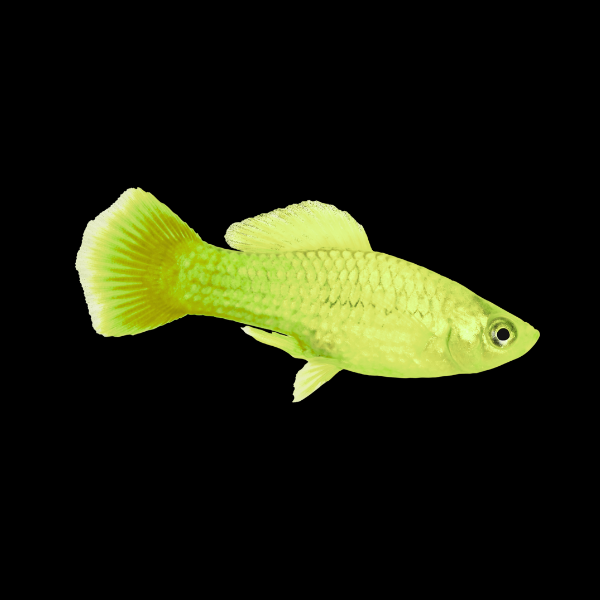Banana Platy Xiphophorus Maculatus  3cm