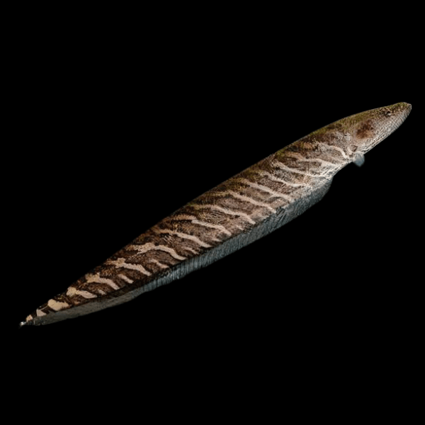 Banded Knife Fish Gymnotus Carapo 10cm