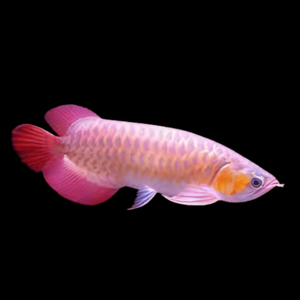 Banjar Red Arowana Scleropages Formosus 20cm