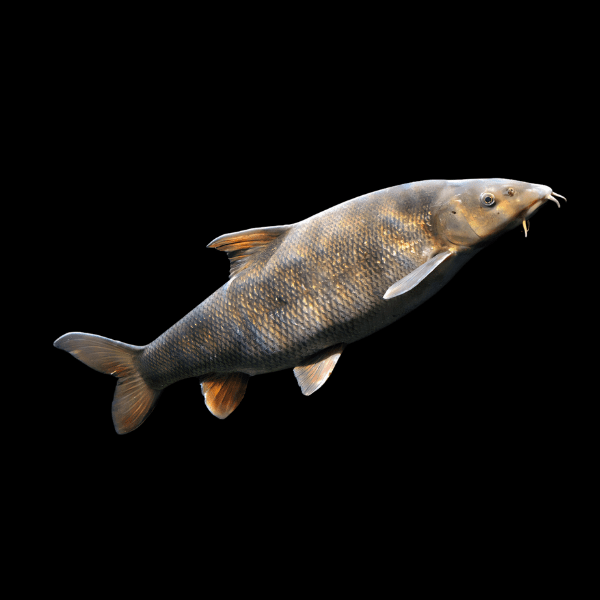 <em>Images for illustration purposes only. Exact colours, patterns, and size may vary between individuals.</em>
