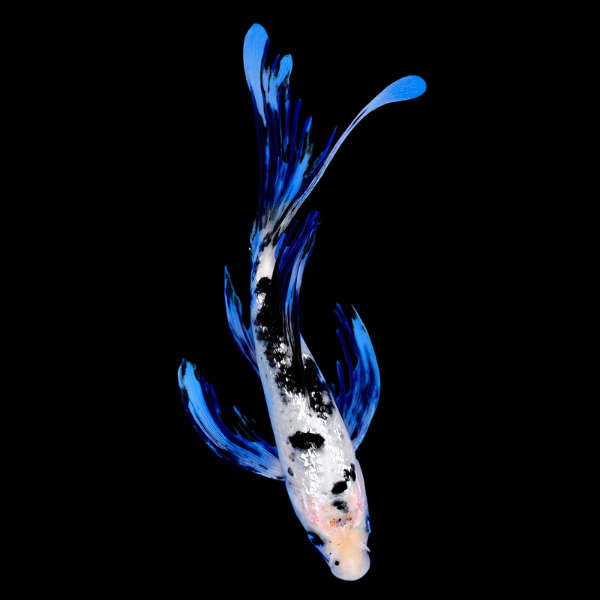 Bekko Butterfly Grade A Koi Carp Cyprinus Carpio