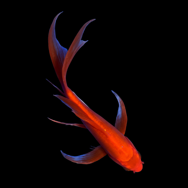 Benigoi Butterfly Classic Koi Carp Cyprinus Carpio