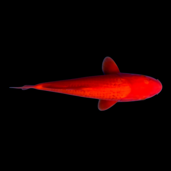 Benigoi Grade A Koi Carp Cyprinus Carpio