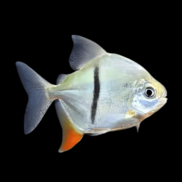 Black Banded Pacu Thin Bar Dollar Myleus Schomburgkii 5cm