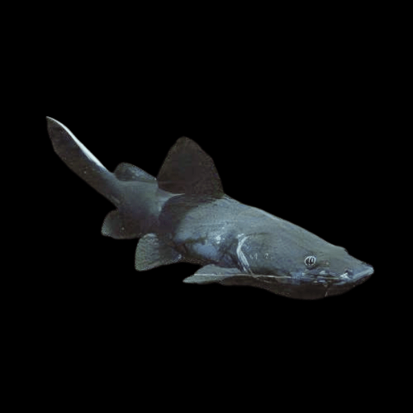 Black Devil Catfish Wyckii Hemibagrus 15cm