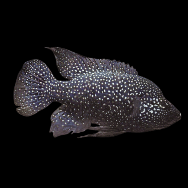 Black Diamond Madagascar Cichlid Paratilapia Polleni 5cm