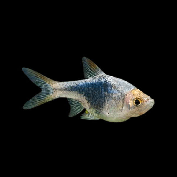 Black Harlequin Rasbora Trigonostigma Heteromorpha 2cm