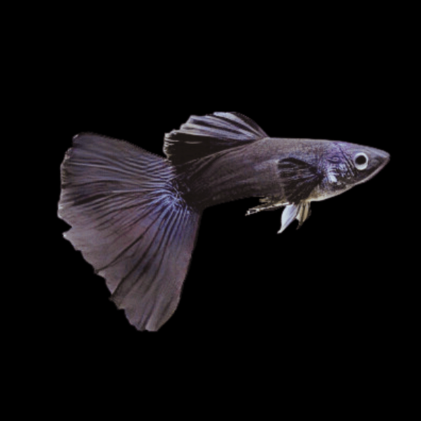 <em>Online stock may not be available for in-store collection.</em>