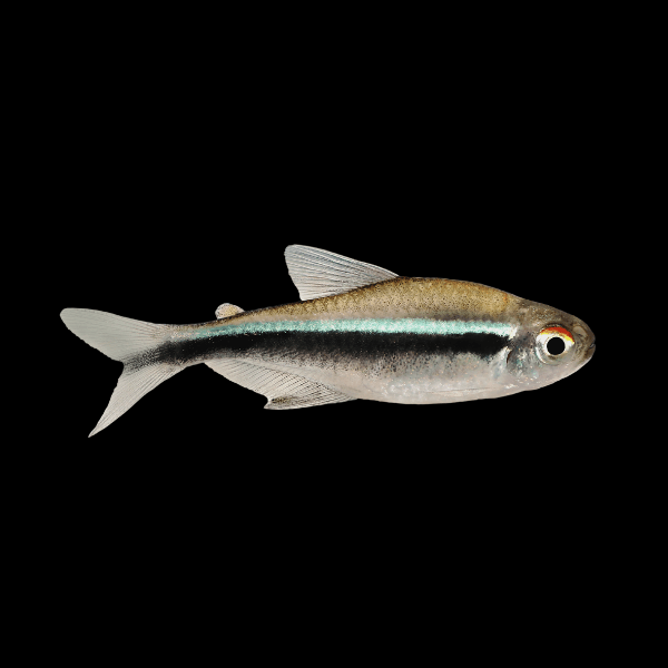 Black Neon Tetra Hyphessobrycon Herbertaxelrodi 2cm
