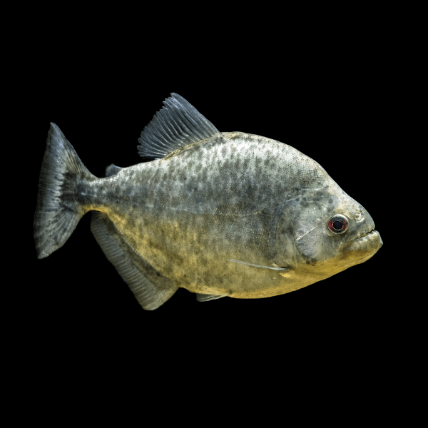 Black Rhom Piranha Serrasalmus Rhombeus 10cm