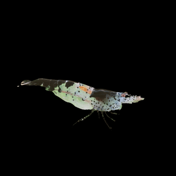 Black Rili Shrimp Neocaridina 2cm