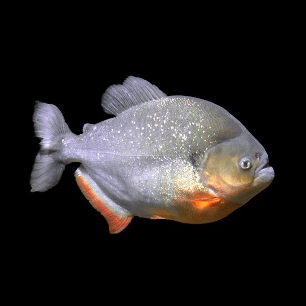 Black Spot Piranha Pygocentrus Notatus Serrasalmus Caribas 10cm