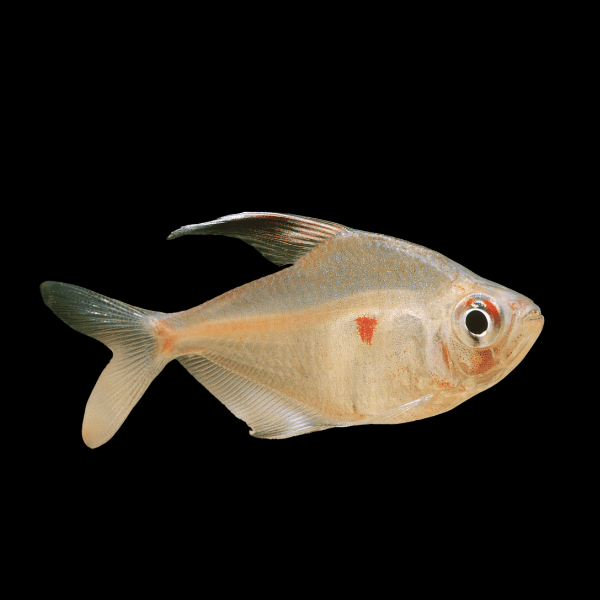 <em>Online stock may not be available for in-store collection.</em>