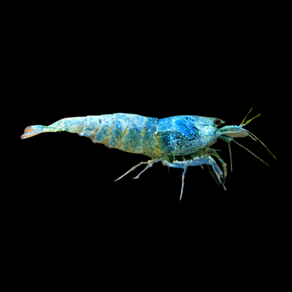 10 x Blue Bolt High Grade Shrimp Caridina Sp 2cm