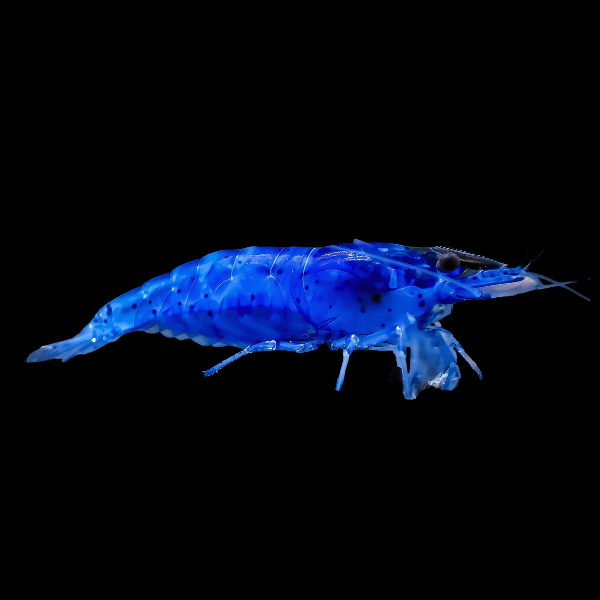 Blue Caesar Shrimp Neocaridina 2cm