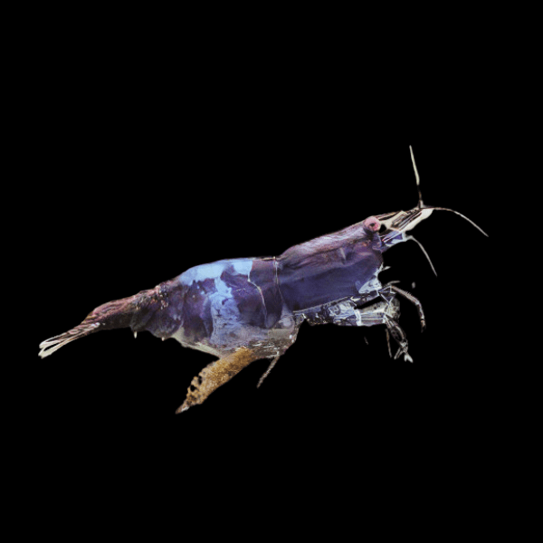 Blue Carbon Shrimp Neocaridina 2cm
