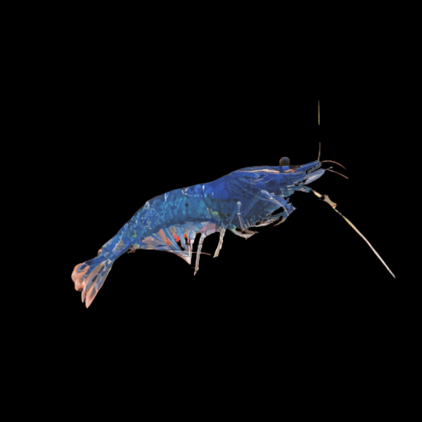 Blue Cobalt Shrimp Neocaridina 2cm