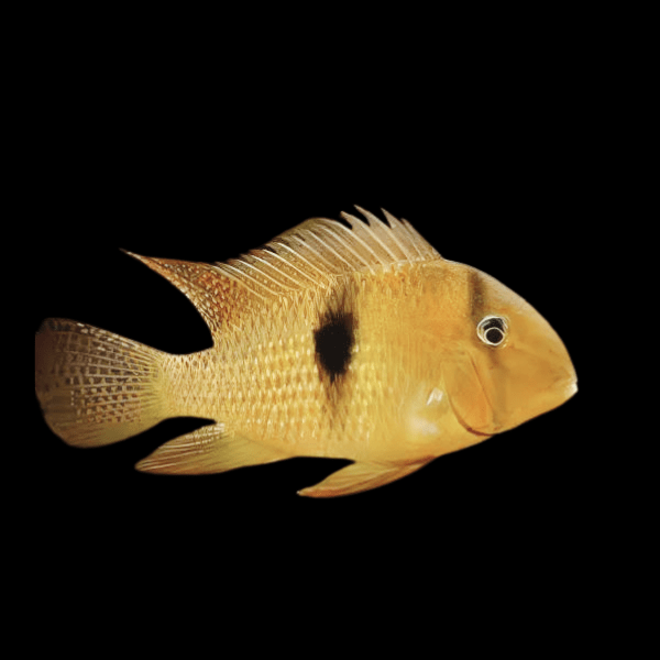 Blue Guianacara Cichlid Guianacara Owroewefi 5cm