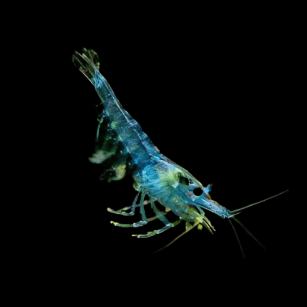 Blue Jelly Shrimp Neocaridina 2cm