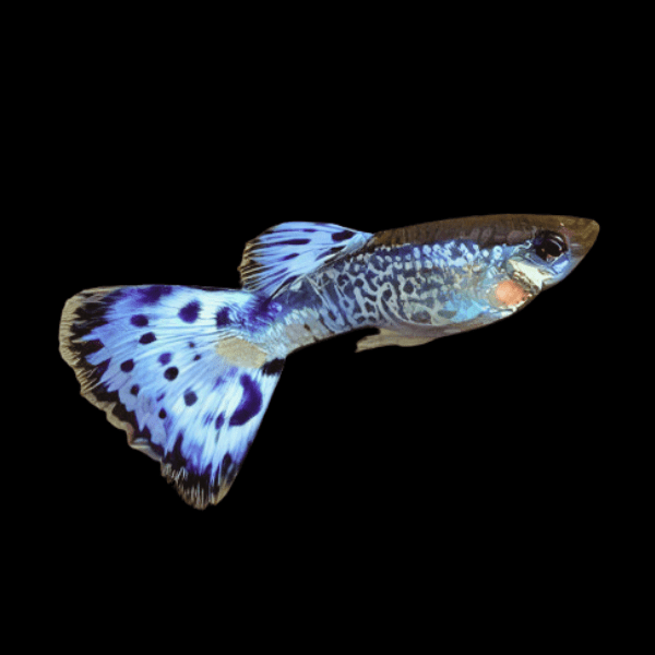 Blue King Cobra Male Guppy Poecilia Reticulata 3cm