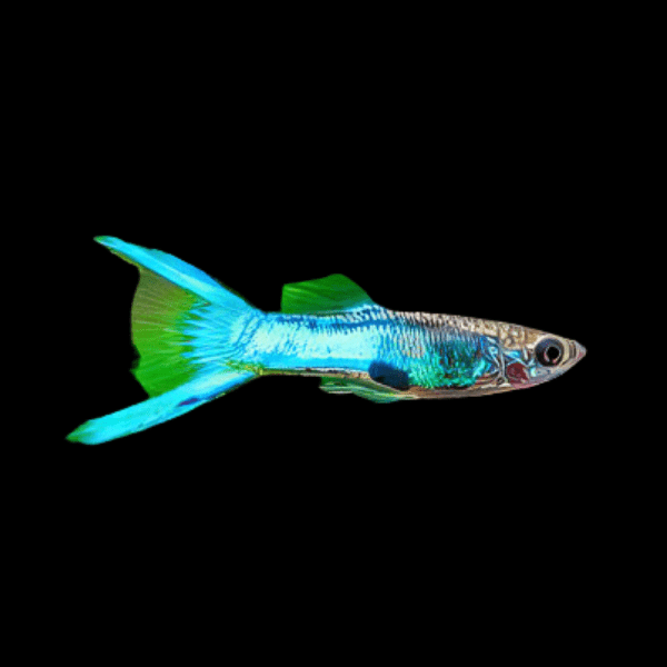 Blue Male Endler Guppy Fish Poecilia Wingei 3cm