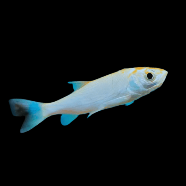 <em>Images for illustration purposes only. Exact colours, patterns, and size may vary between individuals.</em>