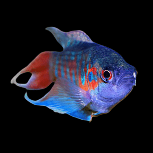 Blue Paradise Fish Macropodus Opercularis 4cm