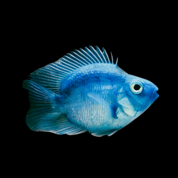 Blue Parrot Fish Hybrid Amphilophus citrinellus × Vieja melanurus 5cm