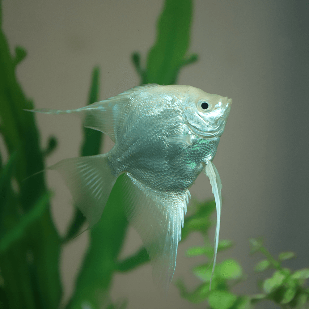 Blue Diamond Angelfish Pterophyllum Scalare 5cm