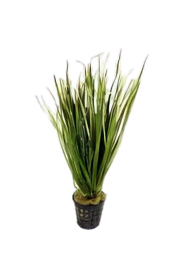 Five Potted Plants Bamboo Plant Blyxa Aubertii