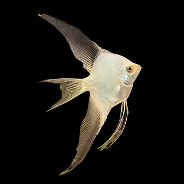 Bulgarian Seal Point Angelfish Pterophyllum Scalare 5cm