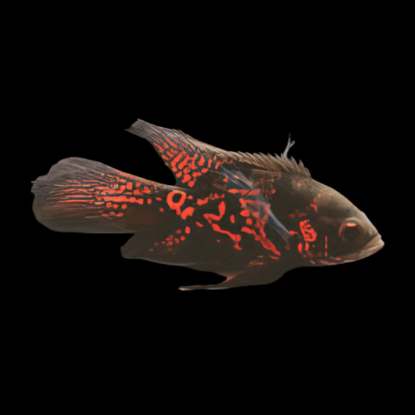 Butterfly Long Finned Red Tiger Oscar 6cm