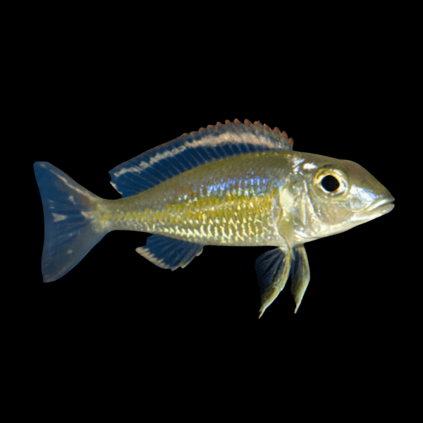 Callochromis Stapersi Utinta Tanganyikan African Cichlids 4cm