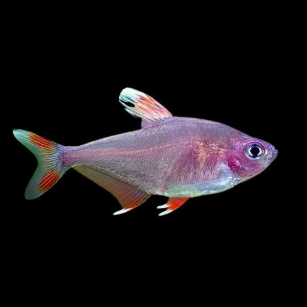 Candy Cane Bentosi Tetra Hyphessobrycon Bentosi 2cm