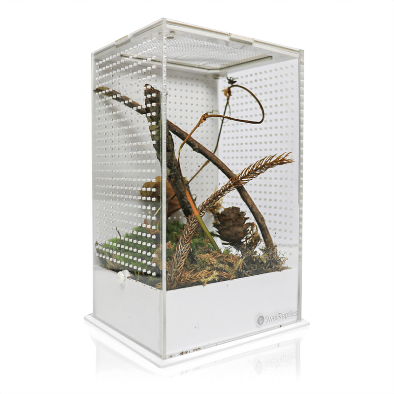 Swell Mantis Display Box - 10 x 12 x 20cm