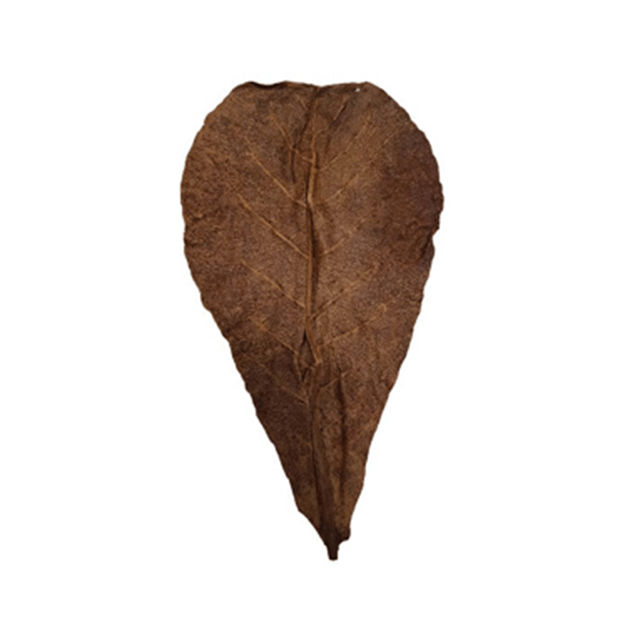 Betta Choice Catappa Leaves