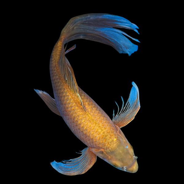 Chagoi Butterfly Classic Koi Carp Cyprinus Carpio