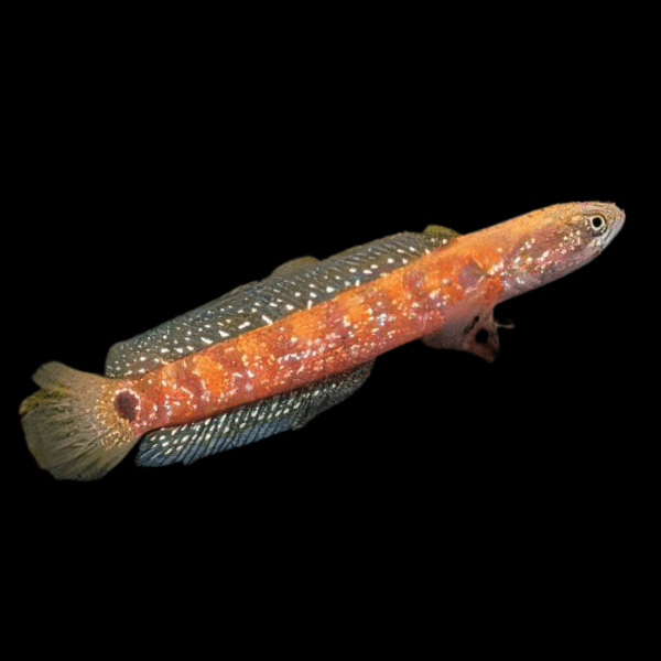 Online stock may not be available for in-store collection