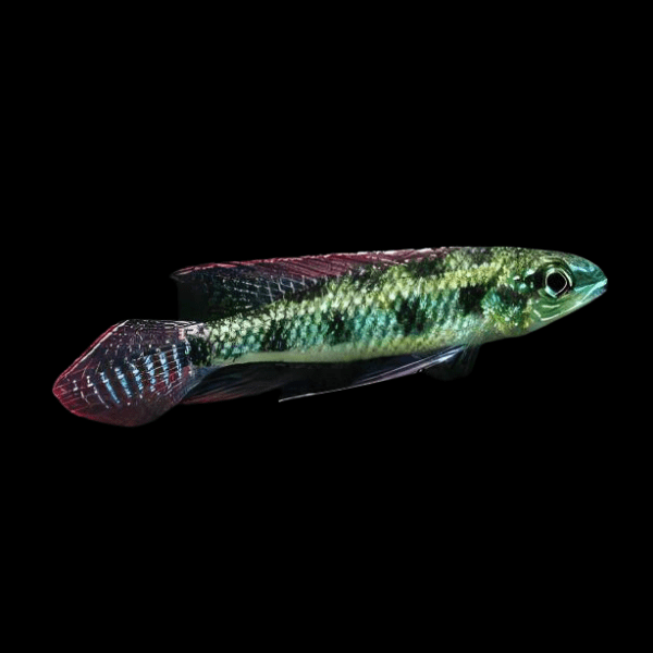 Checkerboard Cichlid Dicrossus Filamentosus 3cm