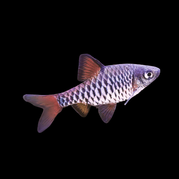 Checkered Barb Oliotius Oligolepis 4cm