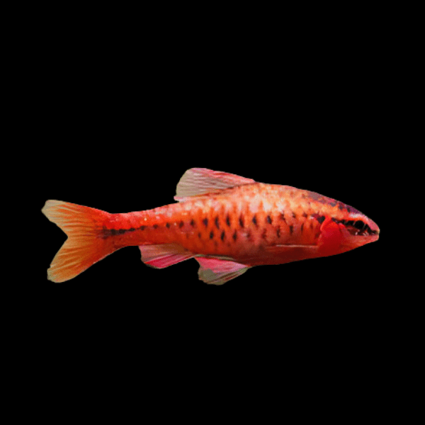 <em>Online stock may not be available for in-store collection.</em>