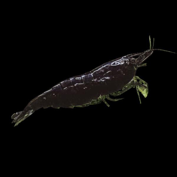 Cherry Black Shrimp Neocaridina Davidi 2cm