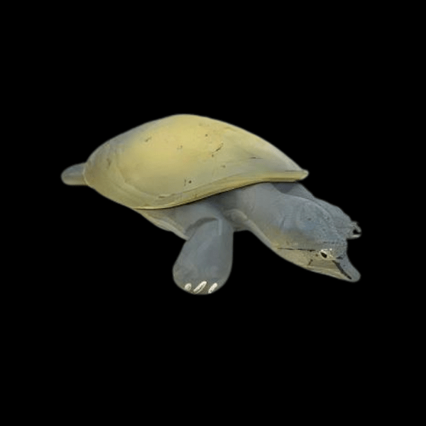 Chinese Soft Shell Turtle Pelodiscus Sinensis Juvenile 5cm