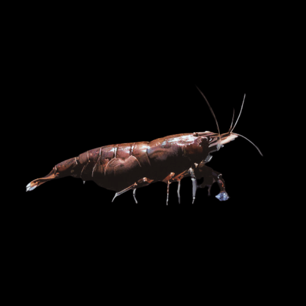 Chocolate Shrimp Neocaridina 2cm
