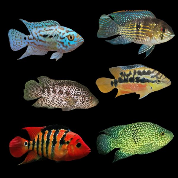 Assorted Cichlasoma