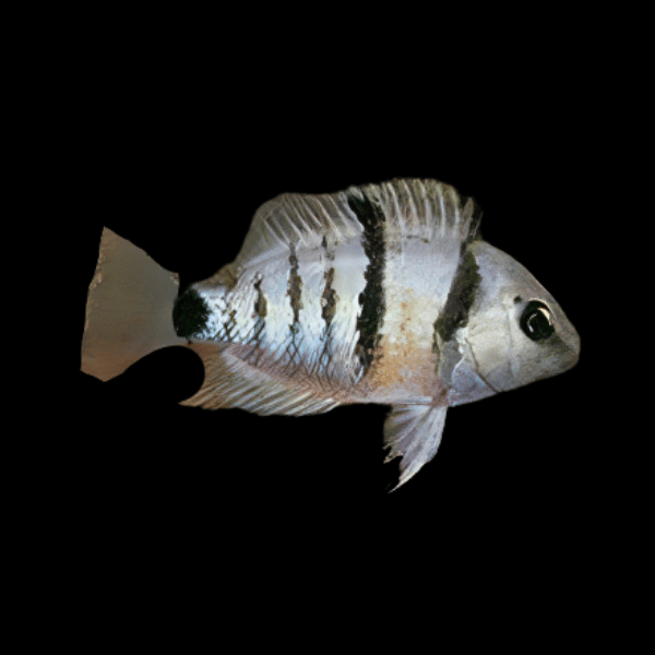 Cichlasoma Cutteri Spilurum Blue Eyed Cichlid 5cm