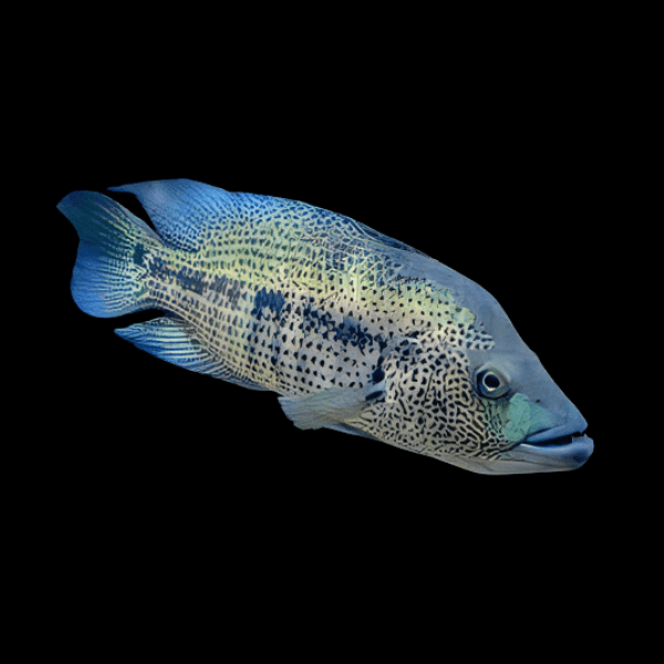 Cichlasoma Dovii Wolf Cichlid 5cm