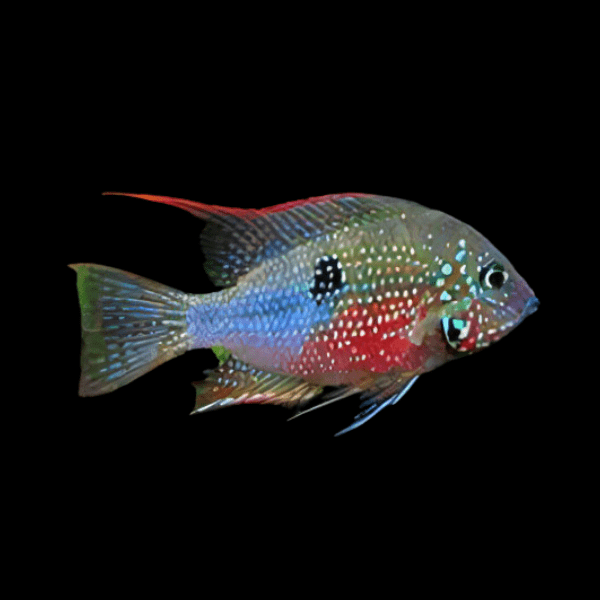 <em>Online stock may not be available for in-store collection.</em>
